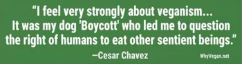 Vegan sticker #382